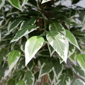 Arbore artificial Banyan Tree C, 150 cm, Homedit